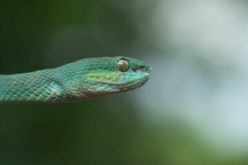 Trimeresurus insularis or Indonesian pit viper, Lesser Sunda Islands pit viper, Sunda white-lipped pit viper, red-tailed pit viper is a venomous pit viper species found in eastern Java and the Lesser 