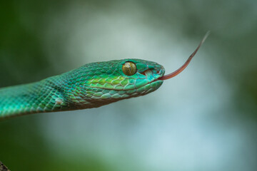 Trimeresurus insularis or Indonesian pit viper, Lesser Sunda Islands pit viper, Sunda white-lipped pit viper, red-tailed pit viper is a venomous pit viper species found in eastern Java and the Lesser 