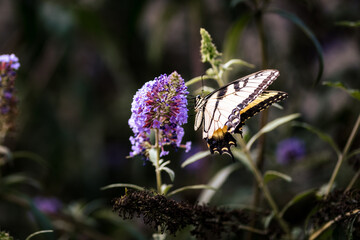 Eastern Tiger Swallowtail Butterfly on Purple Flowers