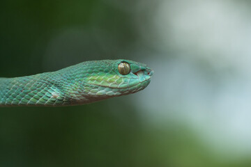 Trimeresurus insularis or Indonesian pit viper, Lesser Sunda Islands pit viper, Sunda white-lipped pit viper, red-tailed pit viper is a venomous pit viper species found in eastern Java and the Lesser 