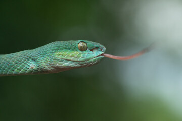 Trimeresurus insularis or Indonesian pit viper, Lesser Sunda Islands pit viper, Sunda white-lipped...