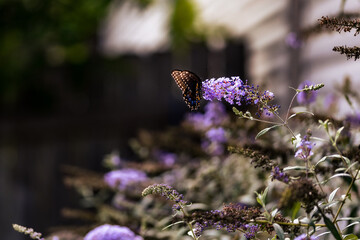 Swallowtail Butterfly on Flower