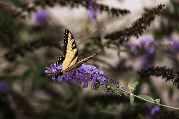 Eastern Tiger Swallowtail Butterfly on Purple Flowers