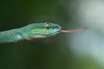 Trimeresurus insularis or Indonesian pit viper, Lesser Sunda Islands pit viper, Sunda white-lipped pit viper, red-tailed pit viper is a venomous pit viper species found in eastern Java and the Lesser 