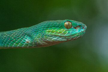 Trimeresurus insularis or Indonesian pit viper, Lesser Sunda Islands pit viper, Sunda white-lipped pit viper, red-tailed pit viper is a venomous pit viper species found in eastern Java and the Lesser 