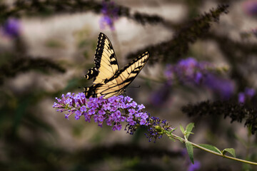 Eastern Tiger Swallowtail Butterfly on Purple Flowers