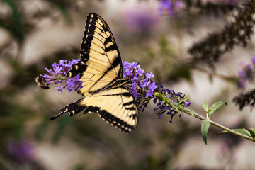 Eastern Tiger Swallowtail Butterfly on Purple Flowers
