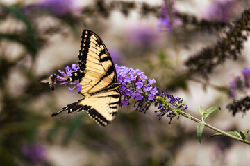 Eastern Tiger Swallowtail Butterfly on Purple Flowers