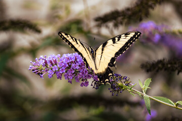 Eastern Tiger Swallowtail Butterfly on Purple Flowers