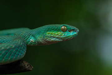 Trimeresurus insularis or Indonesian pit viper, Lesser Sunda Islands pit viper, Sunda white-lipped pit viper, red-tailed pit viper is a venomous pit viper species found in eastern Java and the Lesser 