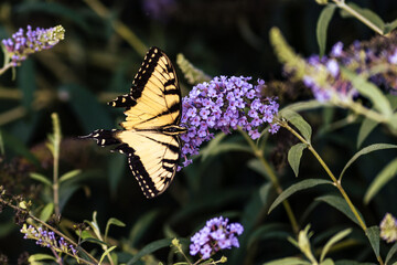 Eastern Tiger Swallowtail Butterfly on Purple Flowers