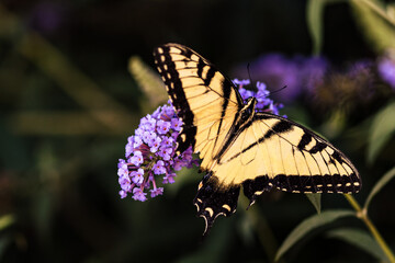 Eastern Tiger Swallowtail Butterfly on Purple Flowers