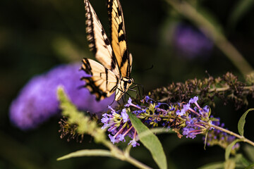 Eastern Tiger Swallowtail Butterfly on Purple Flowers