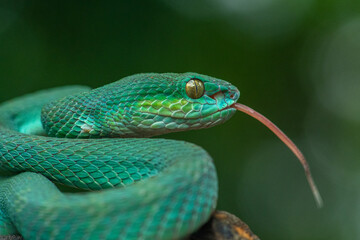 Trimeresurus insularis or Indonesian pit viper, Lesser Sunda Islands pit viper, Sunda white-lipped pit viper, red-tailed pit viper is a venomous pit viper species found in eastern Java and the Lesser 
