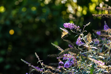 Eastern Tiger Swallowtail Butterfly on Purple Flowers