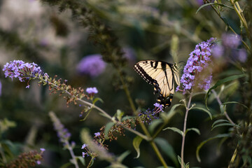 Eastern Tiger Swallowtail Butterfly on Purple Flowers