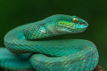 Trimeresurus insularis or Indonesian pit viper, Lesser Sunda Islands pit viper, Sunda white-lipped pit viper, red-tailed pit viper is a venomous pit viper species found in eastern Java and the Lesser 