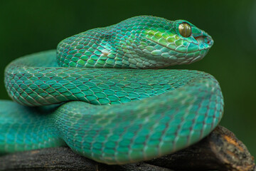 Trimeresurus insularis or Indonesian pit viper, Lesser Sunda Islands pit viper, Sunda white-lipped pit viper, red-tailed pit viper is a venomous pit viper species found in eastern Java and the Lesser 