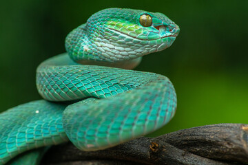 Trimeresurus insularis or Indonesian pit viper, Lesser Sunda Islands pit viper, Sunda white-lipped pit viper, red-tailed pit viper is a venomous pit viper species found in eastern Java and the Lesser 