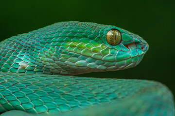 Trimeresurus insularis or Indonesian pit viper, Lesser Sunda Islands pit viper, Sunda white-lipped pit viper, red-tailed pit viper is a venomous pit viper species found in eastern Java and the Lesser 