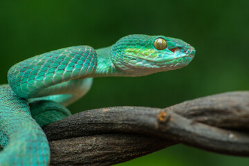 Trimeresurus insularis or Indonesian pit viper, Lesser Sunda Islands pit viper, Sunda white-lipped pit viper, red-tailed pit viper is a venomous pit viper species found in eastern Java and the Lesser 