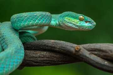 Trimeresurus insularis or Indonesian pit viper, Lesser Sunda Islands pit viper, Sunda white-lipped pit viper, red-tailed pit viper is a venomous pit viper species found in eastern Java and the Lesser 