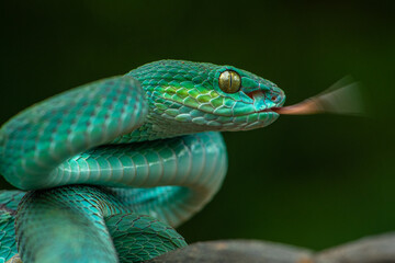 Trimeresurus insularis or Indonesian pit viper, Lesser Sunda Islands pit viper, Sunda white-lipped pit viper, red-tailed pit viper is a venomous pit viper species found in eastern Java and the Lesser 
