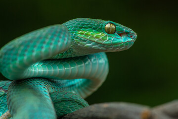 Trimeresurus insularis or Indonesian pit viper, Lesser Sunda Islands pit viper, Sunda white-lipped pit viper, red-tailed pit viper is a venomous pit viper species found in eastern Java and the Lesser 