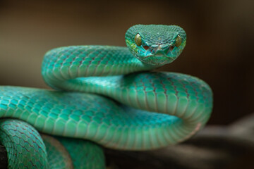 Trimeresurus insularis or Indonesian pit viper, Lesser Sunda Islands pit viper, Sunda white-lipped pit viper, red-tailed pit viper is a venomous pit viper species found in eastern Java and the Lesser 