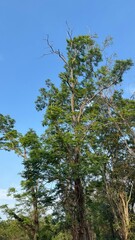 Fototapeta premium pine tree in the forest