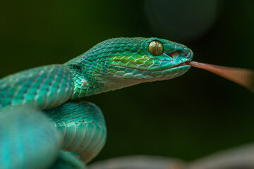 Trimeresurus insularis or Indonesian pit viper, Lesser Sunda Islands pit viper, Sunda white-lipped pit viper, red-tailed pit viper is a venomous pit viper species found in eastern Java and the Lesser 