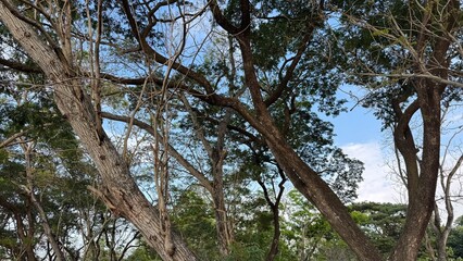 squirrel on a tree