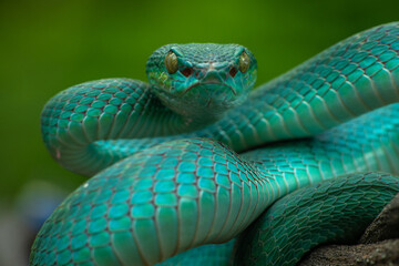 Trimeresurus insularis or Indonesian pit viper, Lesser Sunda Islands pit viper, Sunda white-lipped pit viper, red-tailed pit viper is a venomous pit viper species found in eastern Java and the Lesser 