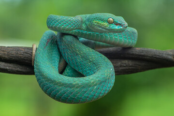 Trimeresurus insularis or Indonesian pit viper, Lesser Sunda Islands pit viper, Sunda white-lipped pit viper, red-tailed pit viper is a venomous pit viper species found in eastern Java and the Lesser 