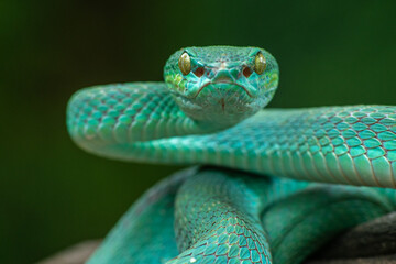 Trimeresurus insularis or Indonesian pit viper, Lesser Sunda Islands pit viper, Sunda white-lipped pit viper, red-tailed pit viper is a venomous pit viper species found in eastern Java and the Lesser 