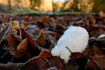 Hair ice (ice wool, frost beard) // Haareis (Eiswolle, Eishaar) 