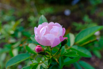優美な淡いピンク色のバラ
