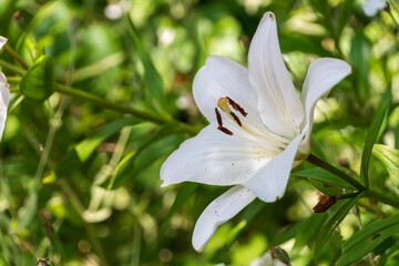 純白のユリの花