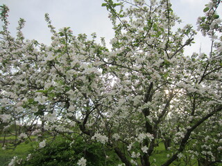 Beautiful flowers different colors in Belarus