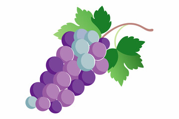 Purple and Blue Grapes on Vine, Fresh Fruit Illustration