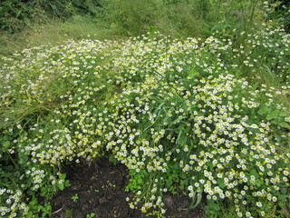 Beautiful flowers different colors in Belarus