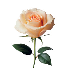 Peach Rose: A Single Bloom of Elegance