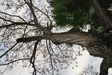 Upward View of Tree Branches and Foliage Against a Cloudy Sky