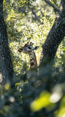 A giraffe's head peeks through trees, surrounded by lush greenery.