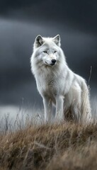 Obraz premium A majestic white wolf stands on a grassy hill against a dramatic, cloudy backdrop.