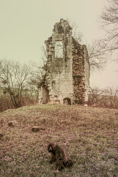 the castle dog