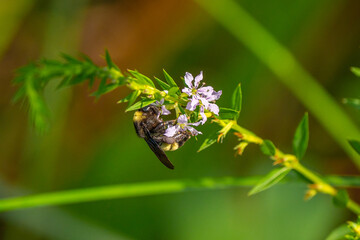 Fototapeta premium Bumble Bee