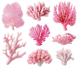 Fototapeta premium Pink Coral Reef Collection Various Shapes Delicate Forms White Background