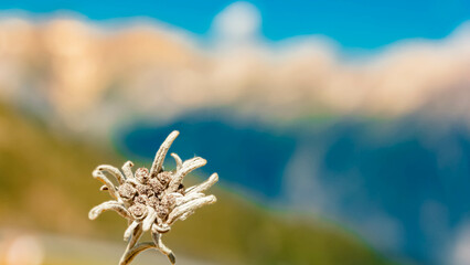 Leontopodium alpinum, Edelweiss, at Mount Schoenjoch, Fiss, Inntal valley, Samnaun, Landeck, Tyrol,...