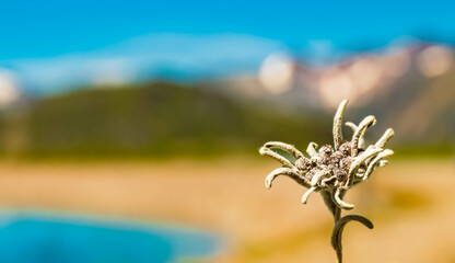 Leontopodium alpinum, Edelweiss, at Mount Flimjoch, Ischgl, Paznaun, Silvretta, Landeck, Tyrol,...